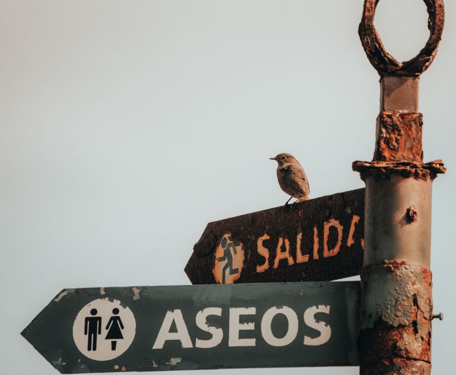 A bird perches on a corroded signpost near public restrooms in San Pedro, Spain.
