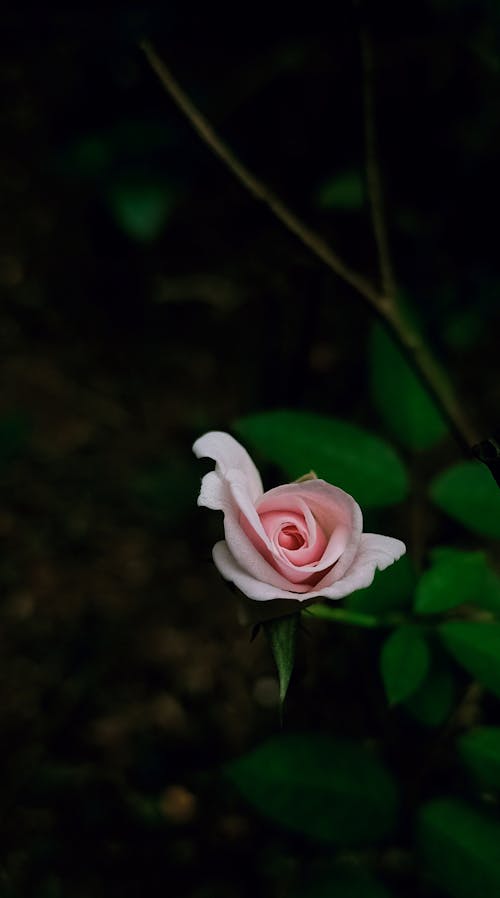 ピンクのバラ, フローラ, 垂直ショットの無料の写真素材