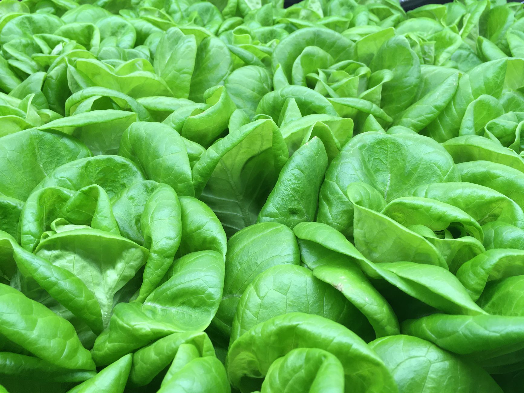 Fresh kale and romaine lettuce for Eat Your Greens Salad