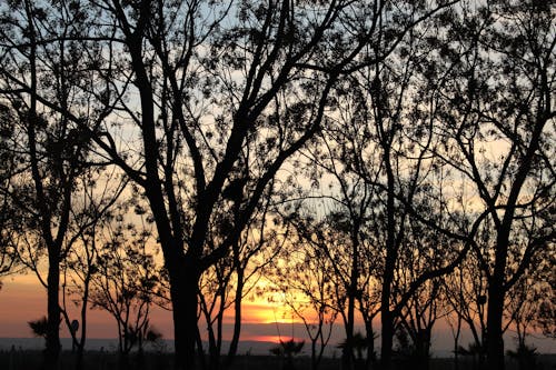 Безкоштовне стокове фото на тему «горизонт, дерева, Захід сонця»