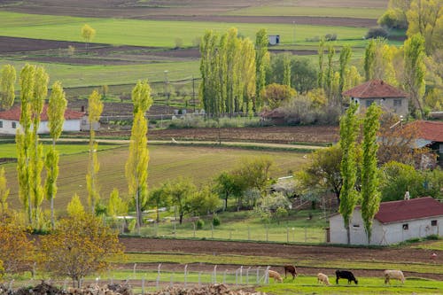 ağaçlar, ahır, alan içeren Ücretsiz stok fotoğraf