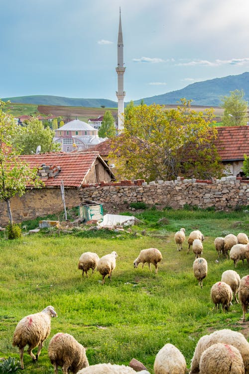 Darmowe zdjęcie z galerii z owca, pasterski, pastwisko