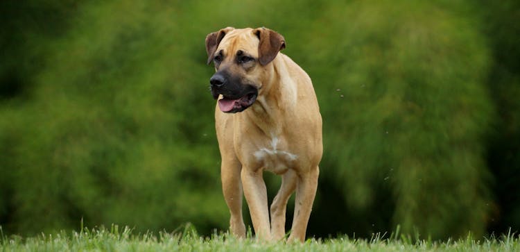 A Dog Standing On The Grass