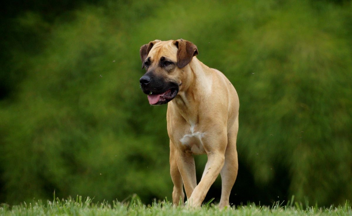 Boerboel dog standing on grass in a vibrant natural landscape