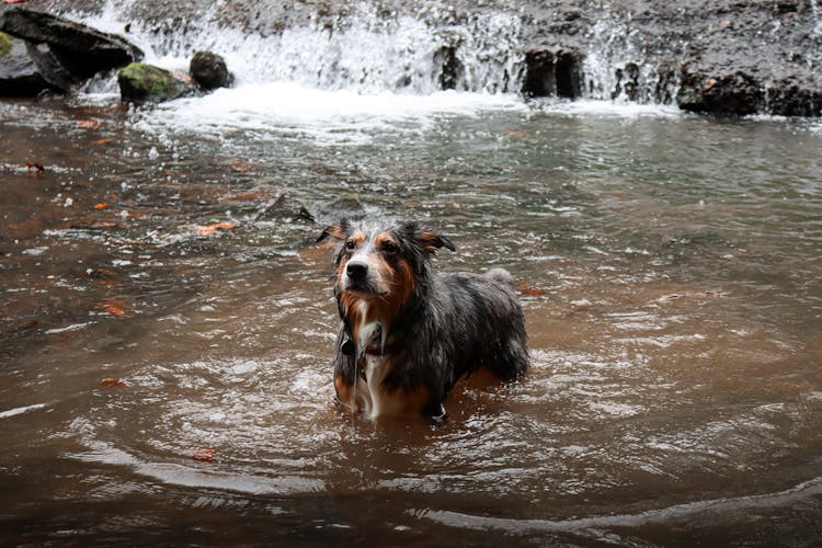 Australian Shepherd Standing On Water