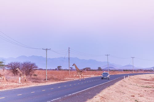 Photos gratuites de animaux, arrêter, asphalte