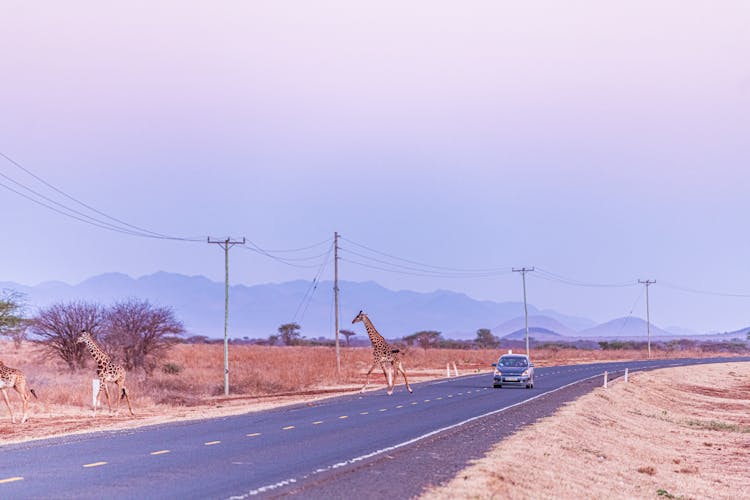 Car Stop While Giraffes Crossing On Expressway Road