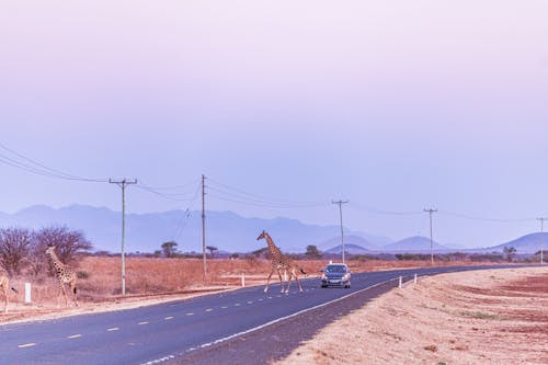 Landscape with a Giraffe Crossing an Asphalt Road