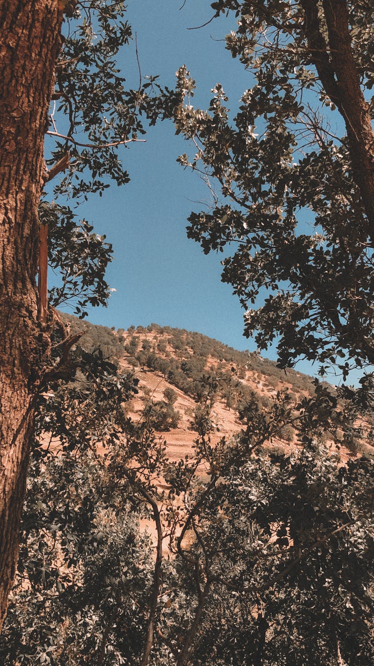 Tress Overlooking Hill Photo