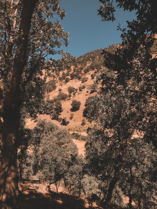 Free Beautiful mountain landscape with trees and a clear blue sky. Stock Photo