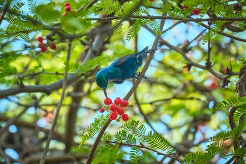 purple sunbird