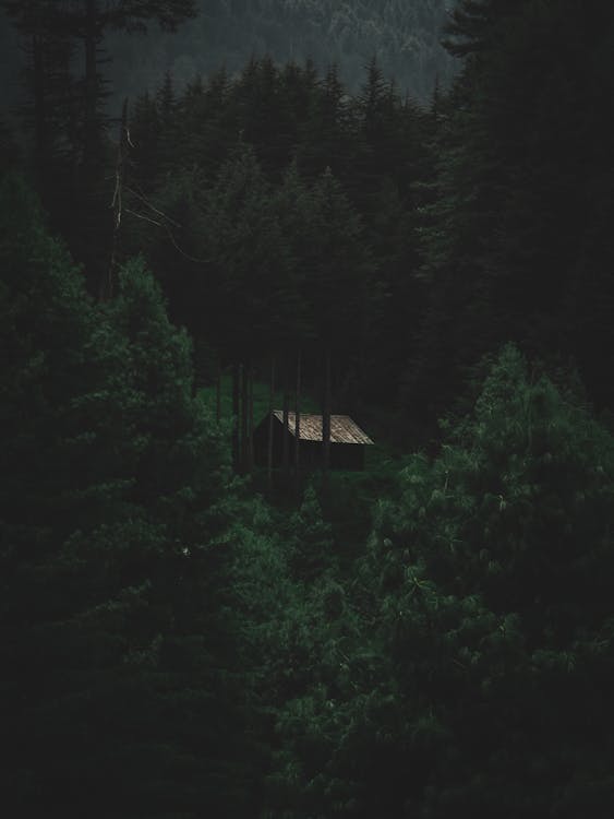 Brown Wooden House in the Middle of Rainforest Photo