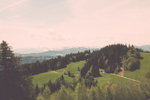 Бесплатное стоковое фото с биотоп, вечнозеленый, горы