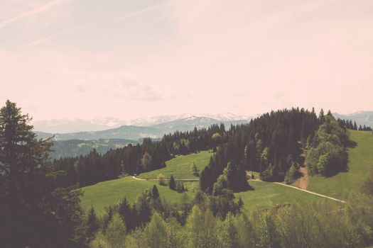 Free stock photo of biotope, conifer, countryside