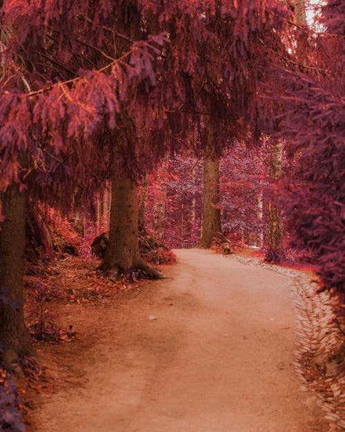 Brown Dirt Pathway Between Trees