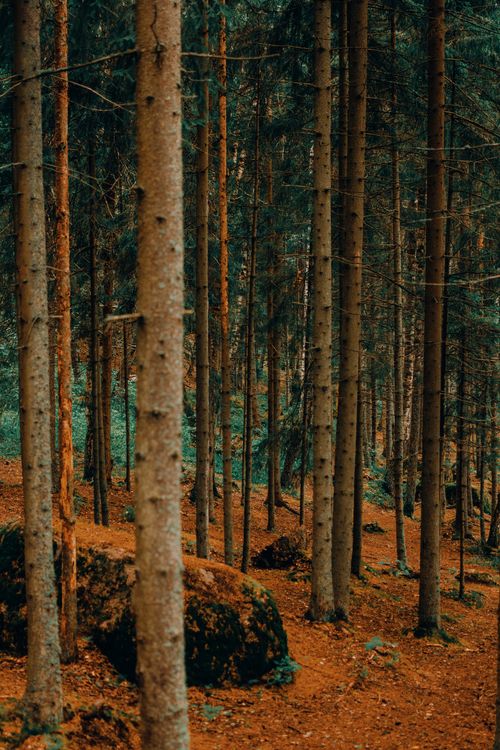Free A peaceful forest scene featuring tall trees and earthy tones, capturing nature's tranquility. Stock Photo