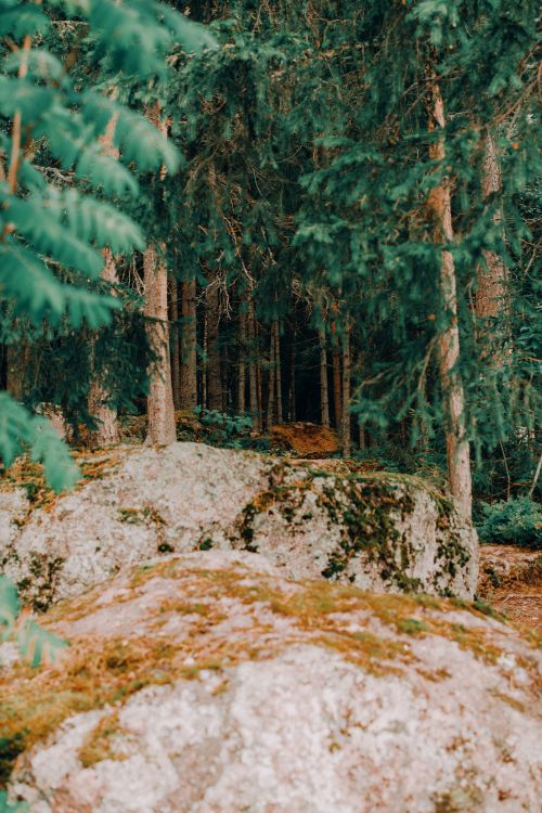 Free Tranquil woodland scene featuring moss-covered rocks and towering trees in a lush forest. Stock Photo