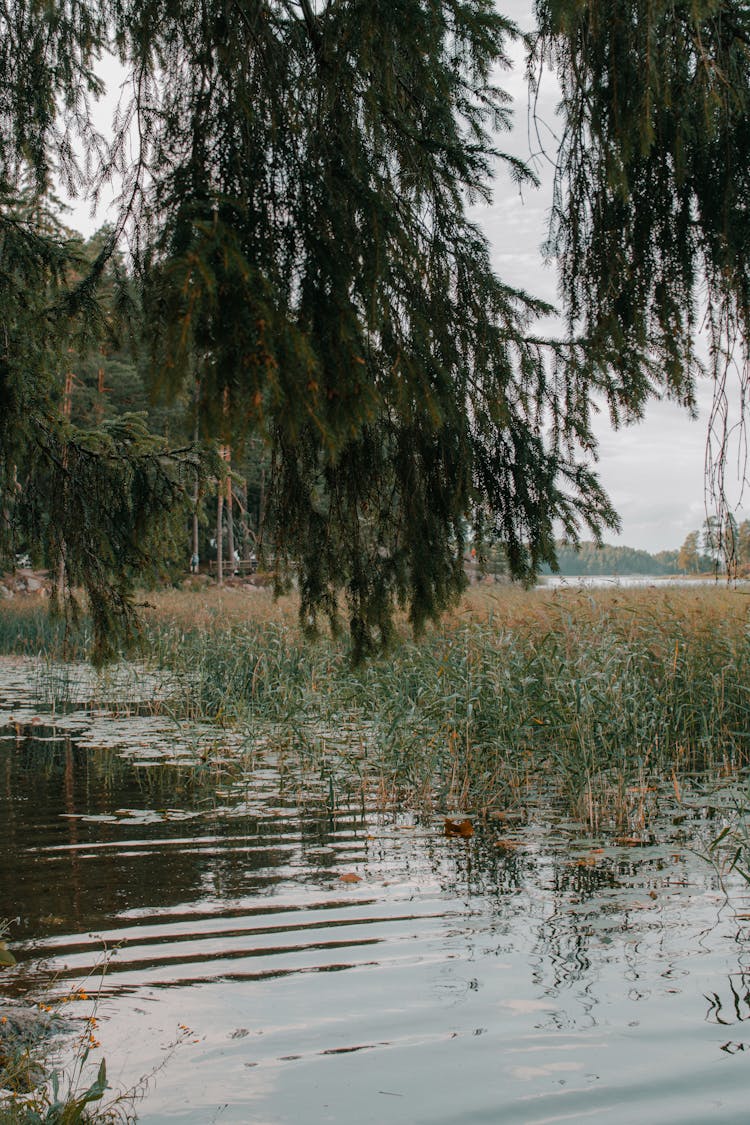 Swamp Reed Marsh Photo