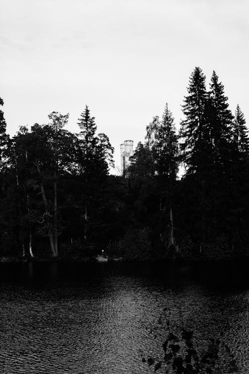 Foto profissional grátis de água, árvores, lago