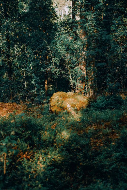 Free A tranquil forest scene with a moss-covered rock illuminated by sunlight. Stock Photo