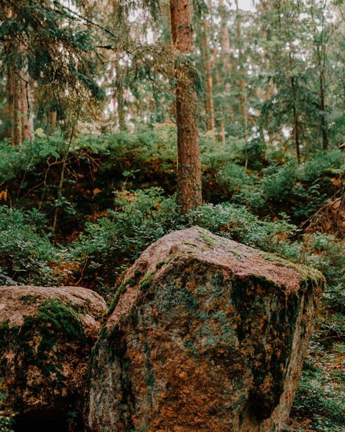 Foto d'estoc gratuïta de arbres, baguls, bosc