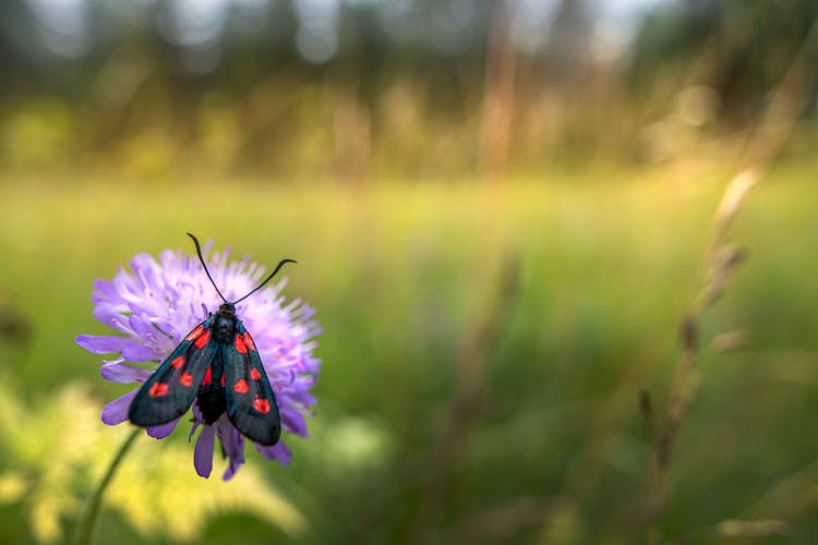 Six Spot Burnet Flower Pollination Photo