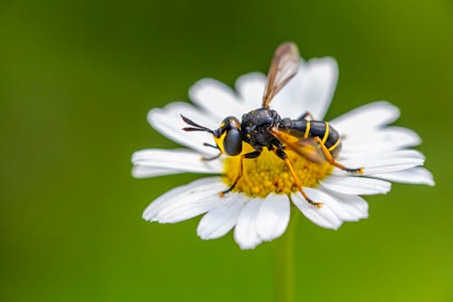 Black and Yellow Bee on White Flower