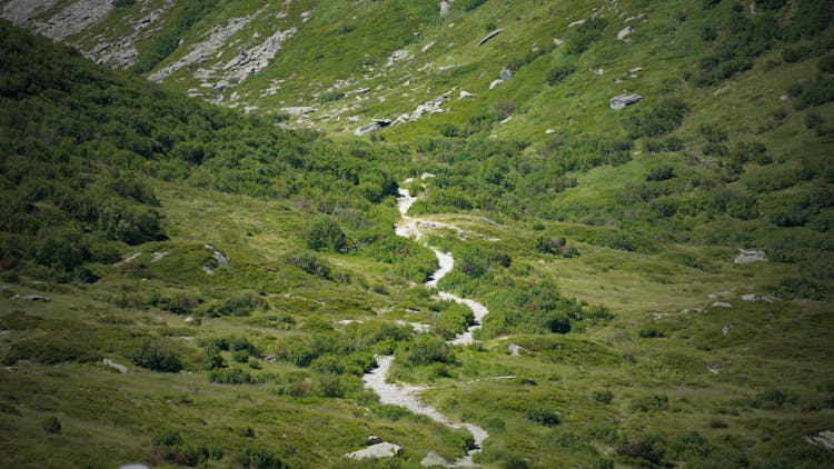 Narrow Trail Between Green Grass