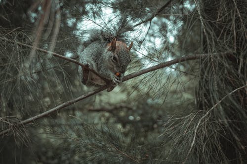 Gray Squirrel on Brown Tree Branch