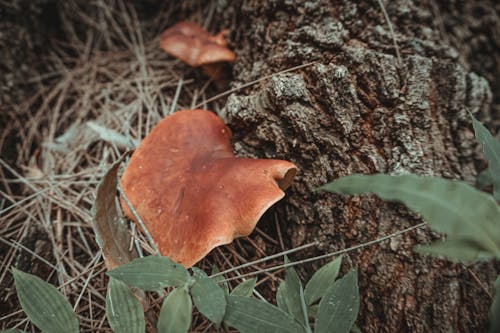 Brown Mushroom on Tree Trunk