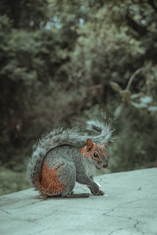 Mexican Gray Squirrel on Concrete Surface