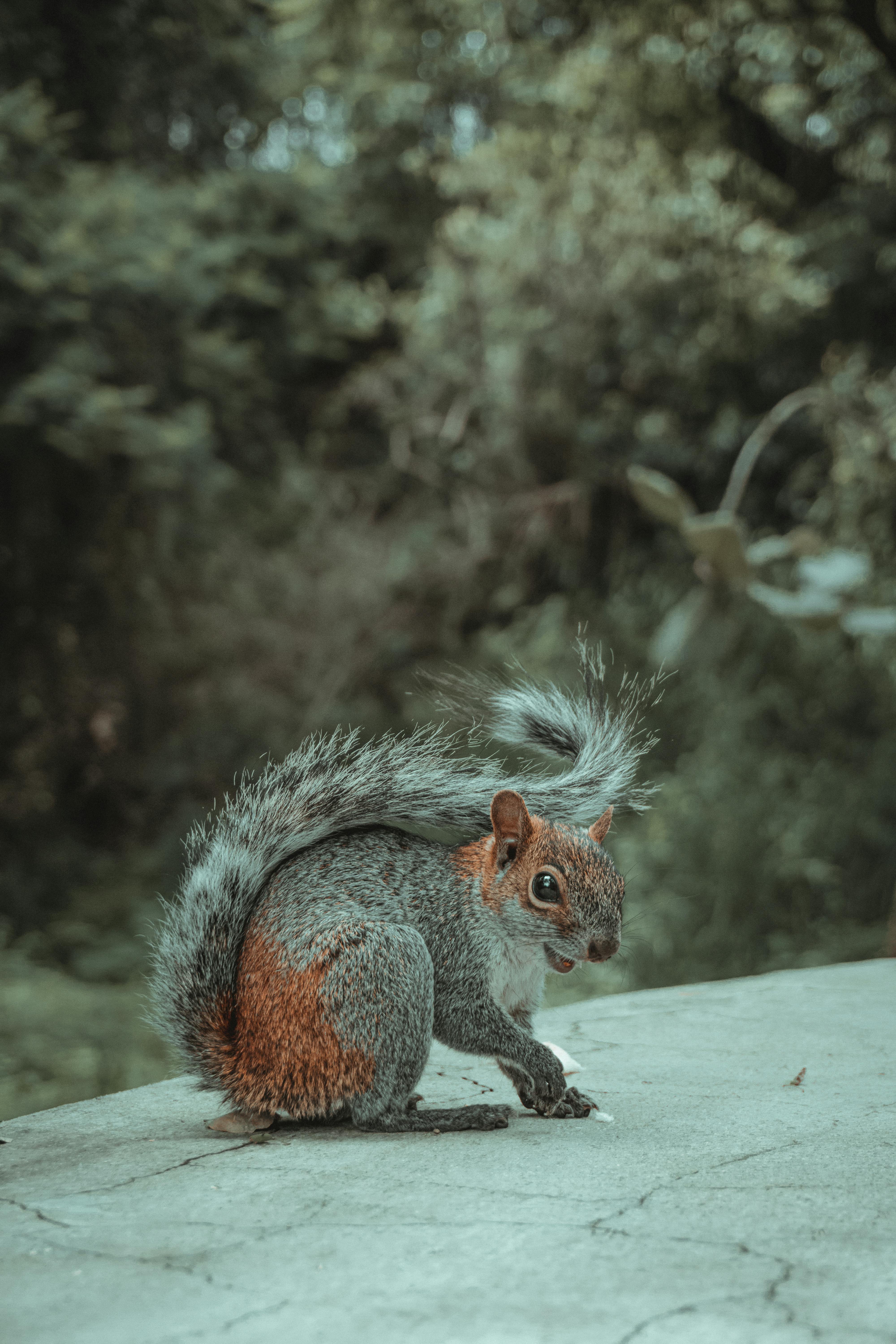 mexican gray squirrel