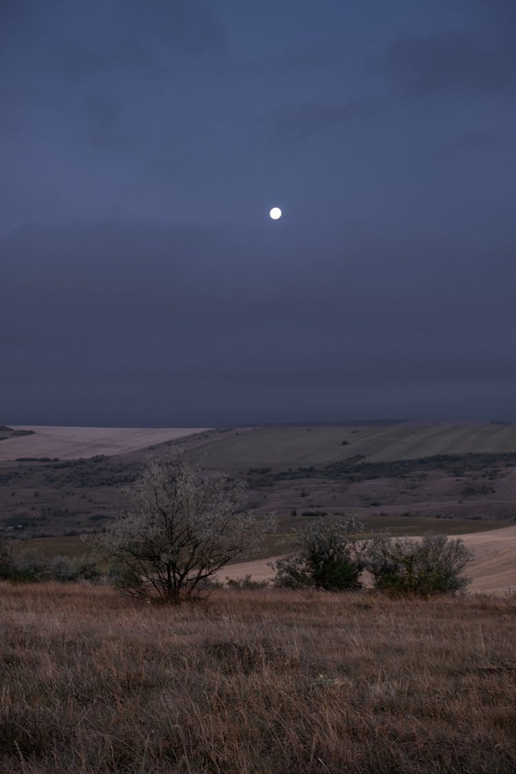 A Field Of Grass With Shrubs At Night