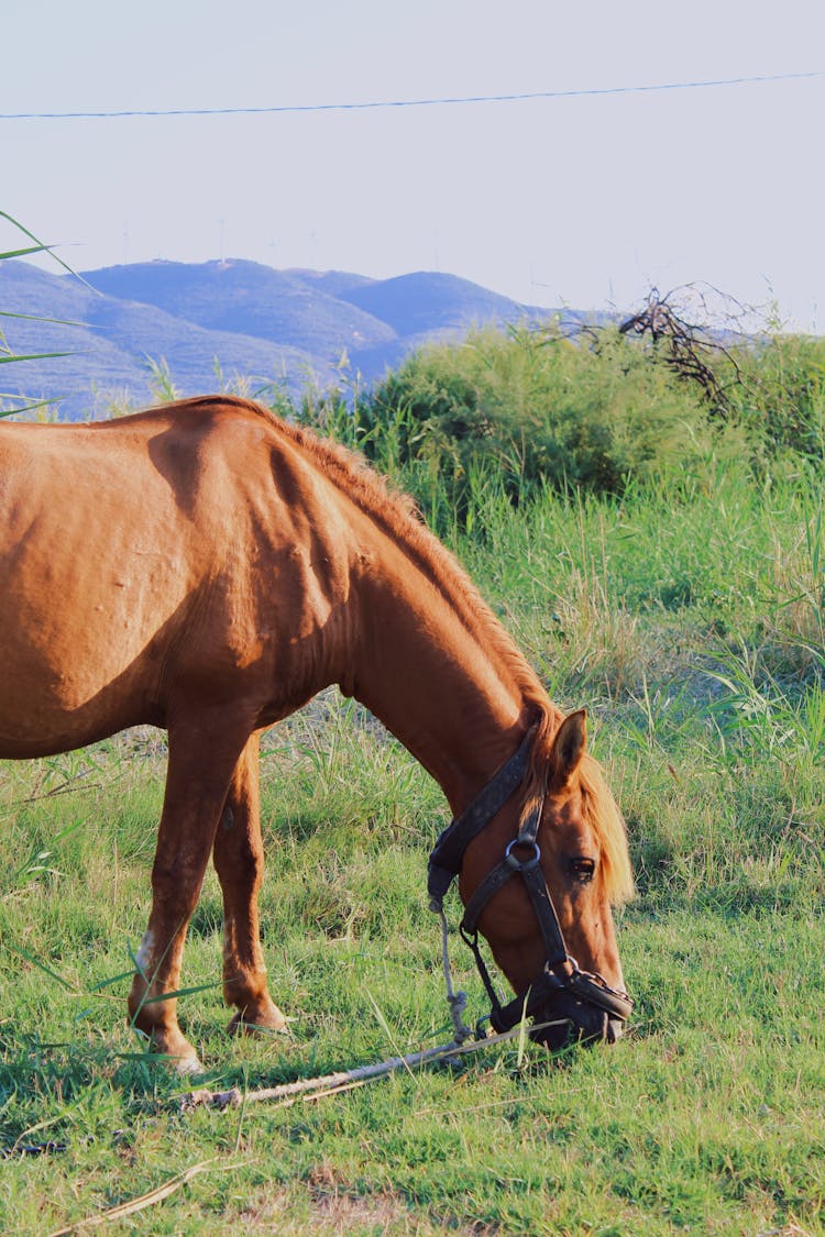 A Horse Eating Grass