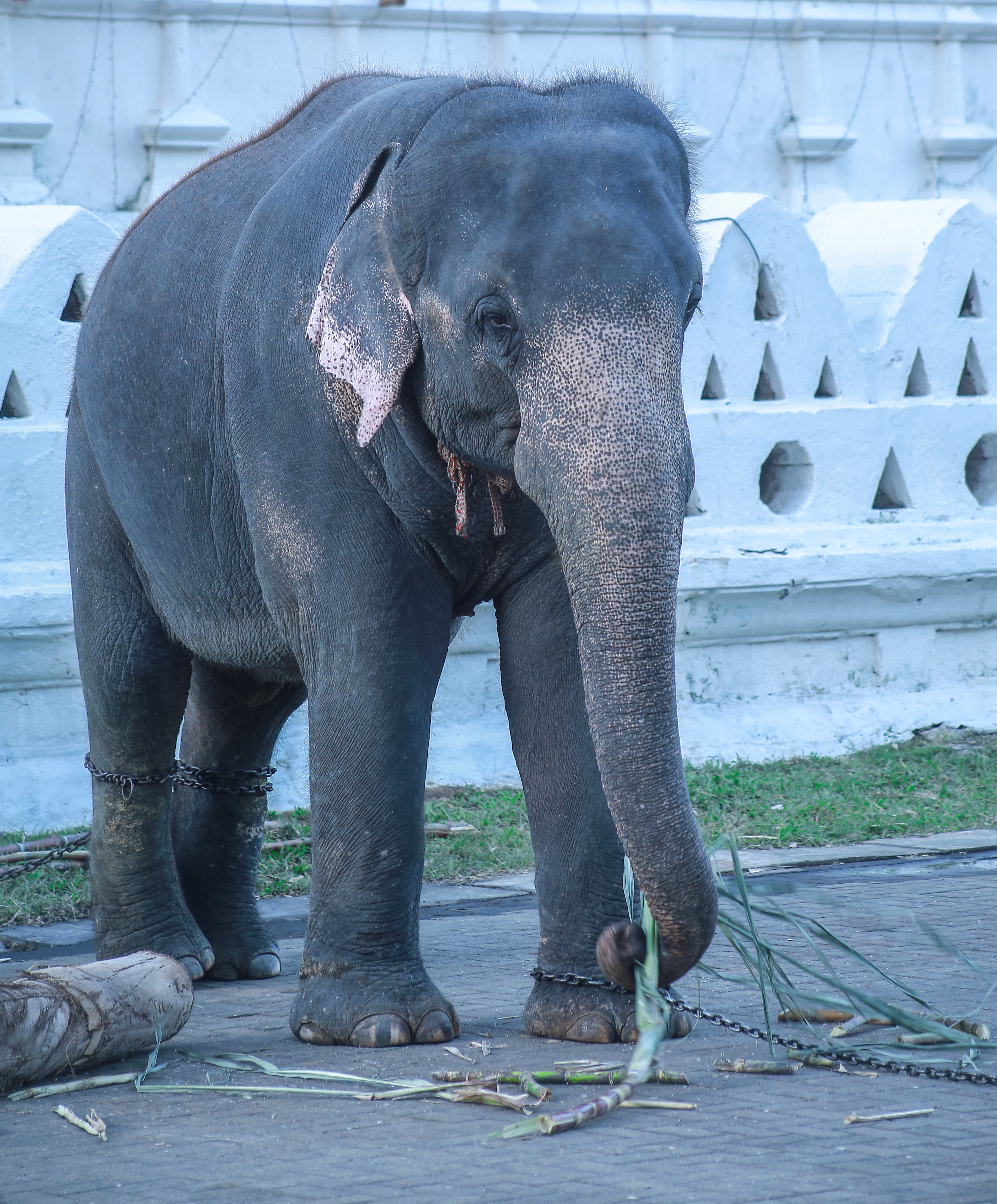 Kandy Esala Perahara 2022 Sri Lanka · Pexels