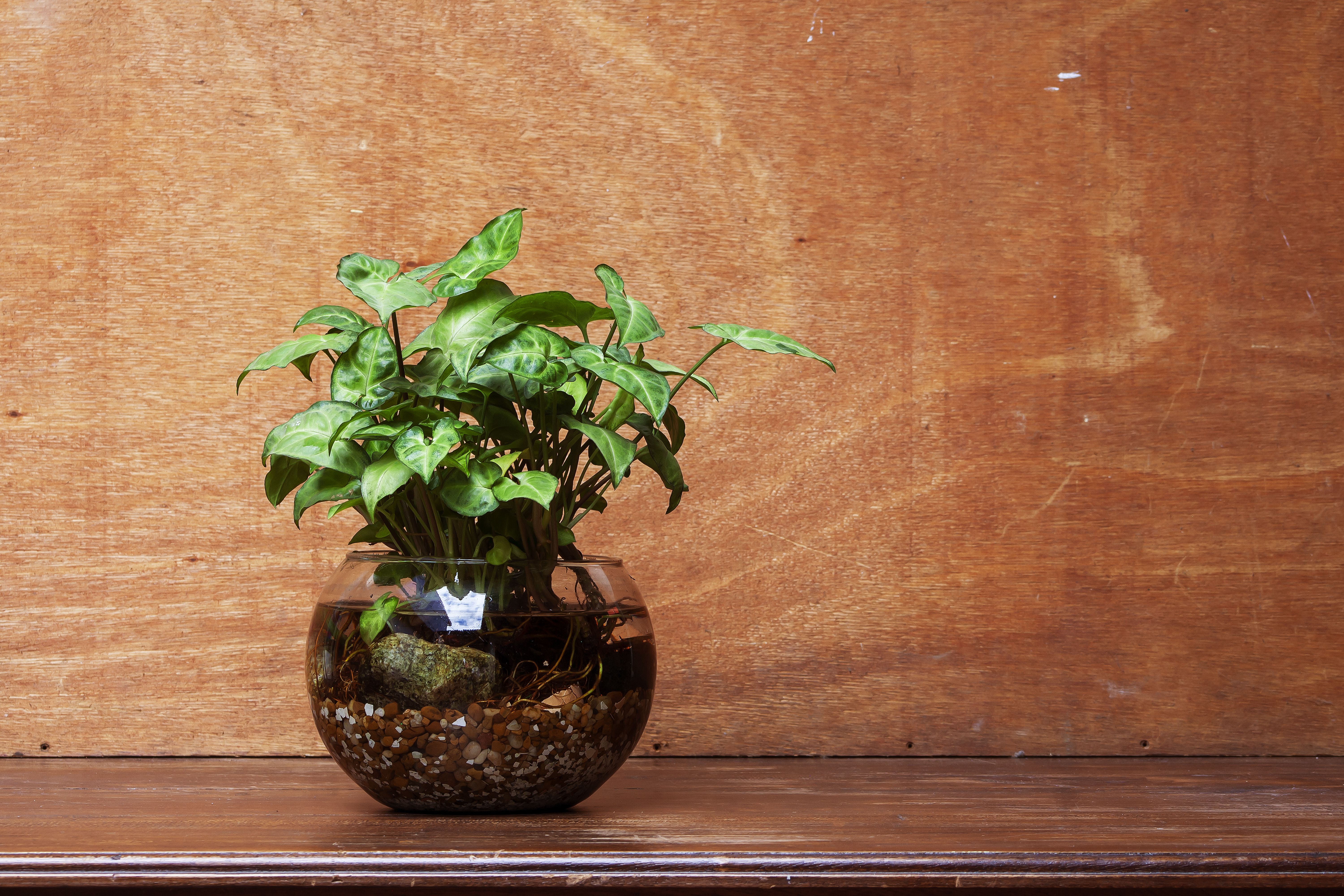 Bouture plante intérieur eau : le guide ultime pour multiplier votre petit jardin maison sans terre