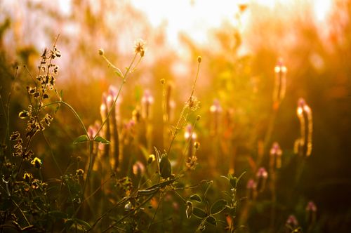 Free Beautiful blooming wildflowers basking in the warm glow of golden hour sunlight. Stock Photo