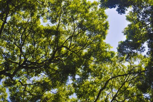 Free A vibrant low-angle capture of a tree canopy with sunlight filtering through leaves. Stock Photo