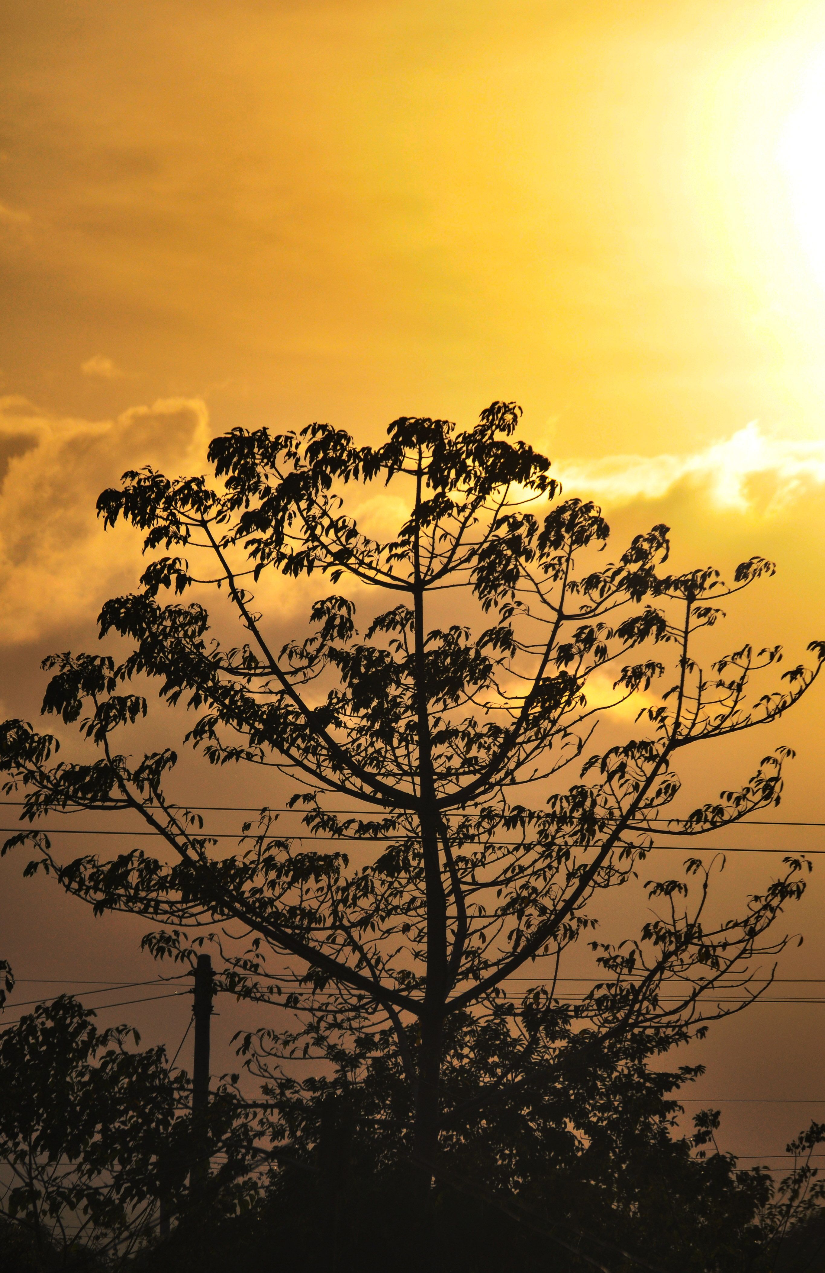 Silhouette of a Tree Under Golden Sky · Free Stock Photo