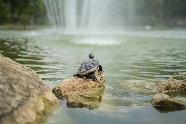 A Turtle On A Rock