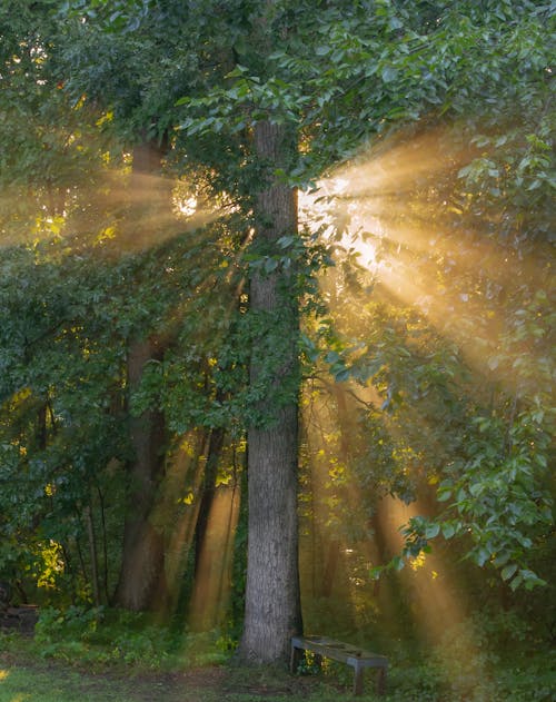 Free Sun Rays Coming Through Green Trees Stock Photo