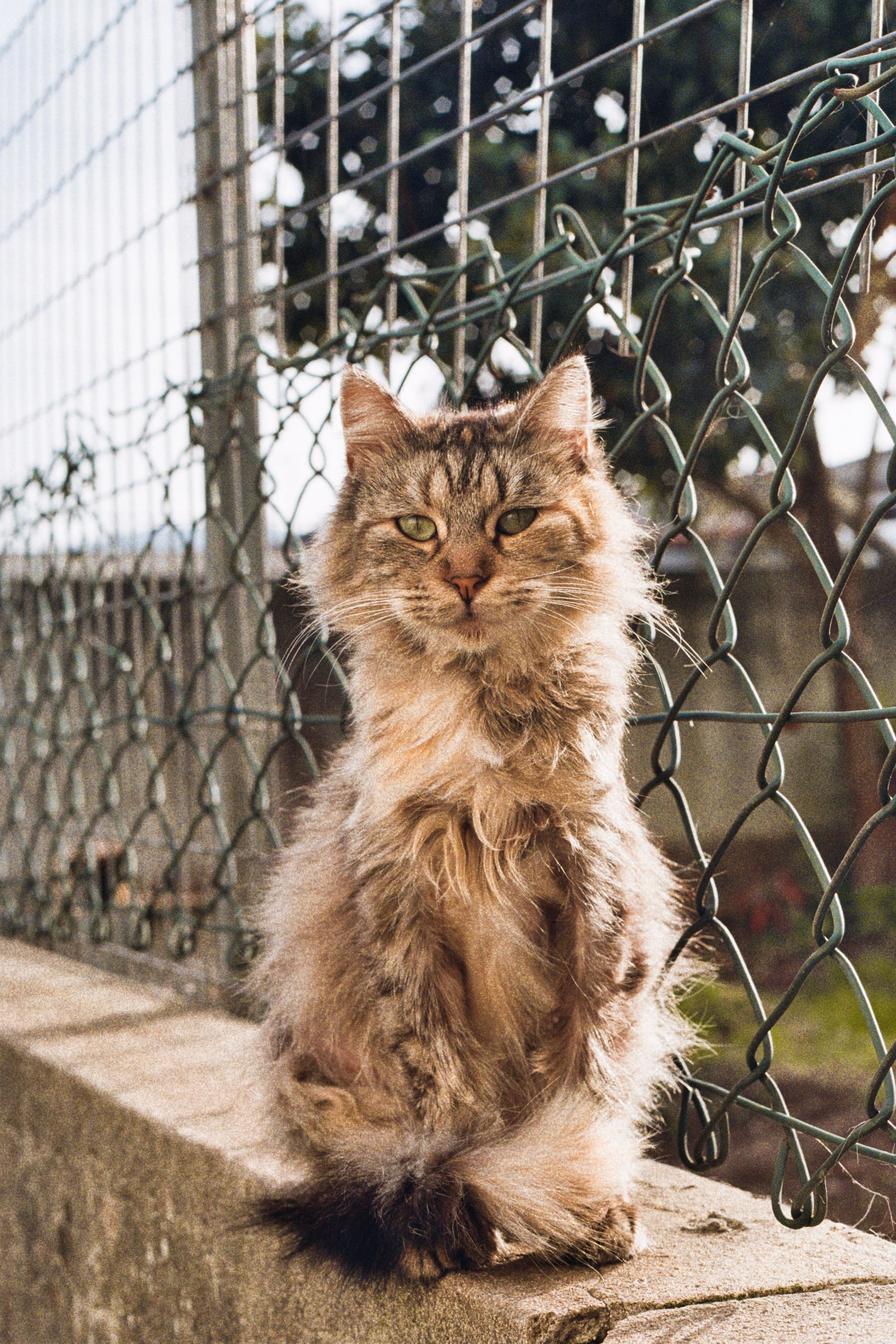 Furry cat sitting on concrete wall beside a metal fence outdoors.