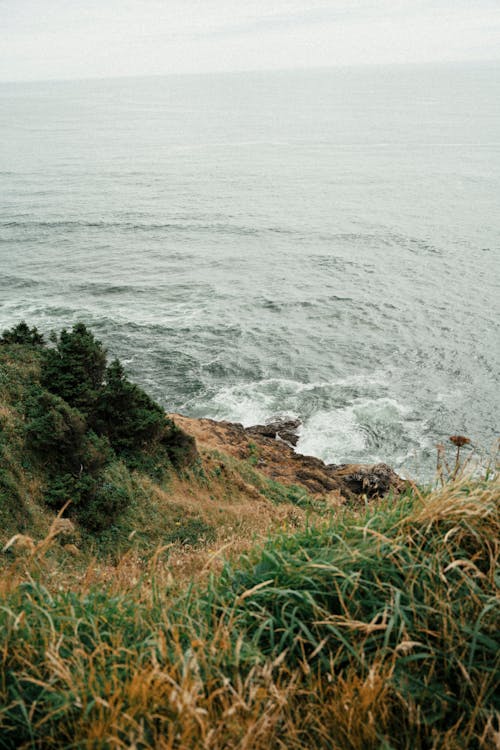 Grass Covered Coast