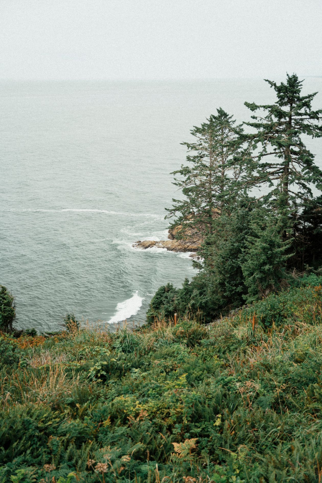 Evergreen trees on a green bluff above the water