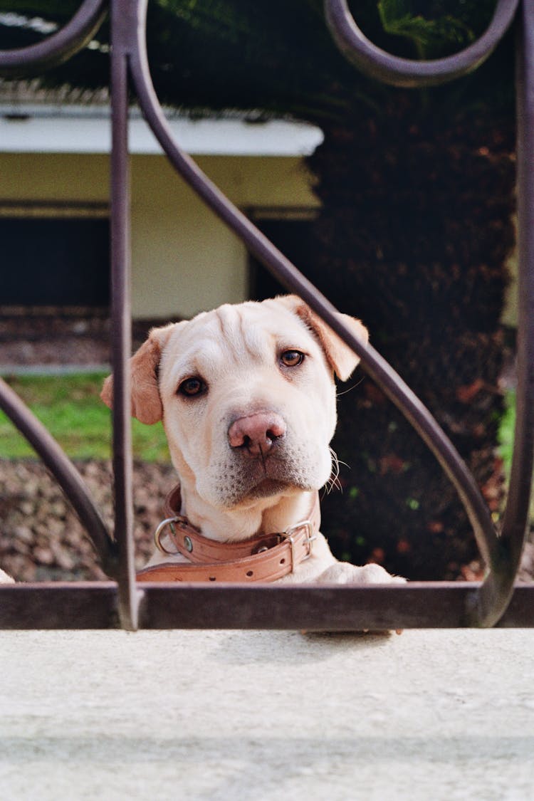 Pitbull Dog Standing Behind Wrought Iron Fence