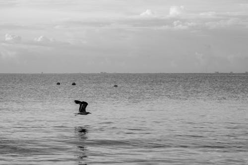 Grayscale Photo of Bird Flying Over the Ocean