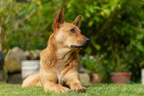 Brown Short Coated Dog on Green Grass
