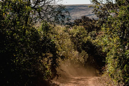 Dirt Road in Between Green Trees