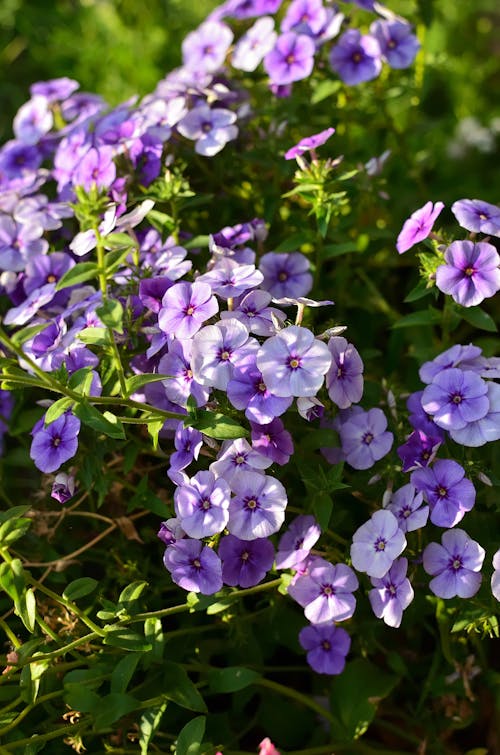 Fotos de stock gratuitas de de cerca, flor, floración