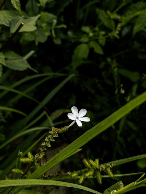 フローラ, 咲く, 成長の無料の写真素材